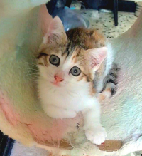 animal adopté Caélie