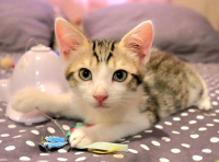animal adopté Charlot