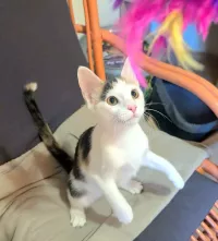Rosie
