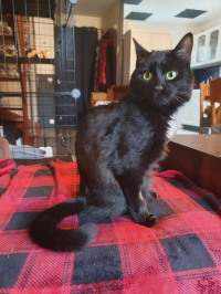 animal adopté ATLAS