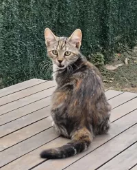 animal adopté BONNIE