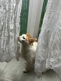 animal adopté HAGRID