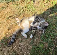animal adopté MISTIGRI