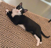 animal adopté MORPHEE