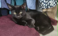 animal adopté MOZART