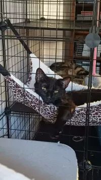 NYX