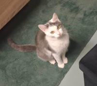 animal adopté OURANOS