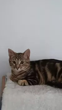 SAVANNAH