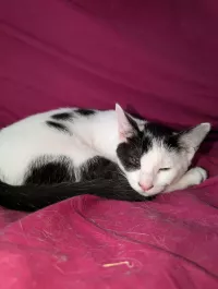 animal adopté STAR
