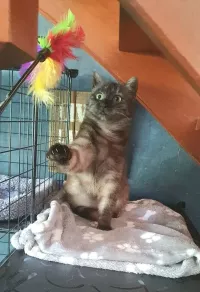 animal adopté TULIPE