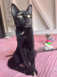 animal adopté LEOPOLDINE