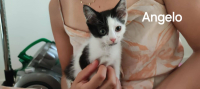 animal adopté ANGELO