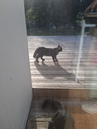 animal adopté Aramis