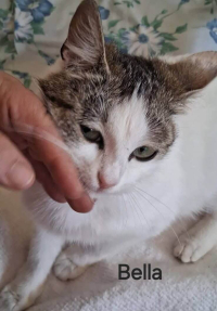 animal adopté BELLA