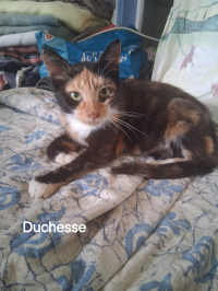 Duchesse