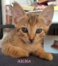 animal adopté AICHA