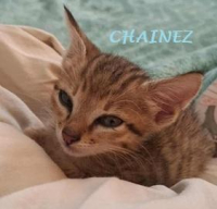 CHAINEZ