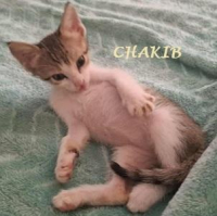 CHAKIB