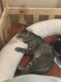 animal adopté ARCHI