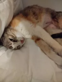 PRALINE
