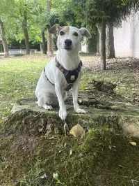 TOUPIE