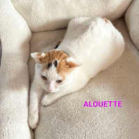ALOUETTE
