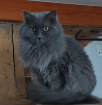 POMPONETTE