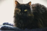 Frida 