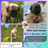 adoption BICHIK