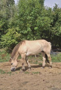 BRINDILLE à parrainer