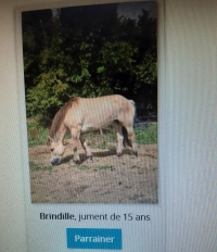 adoption Brindille à parrainer