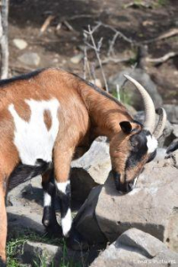 CABECOU à parrainer