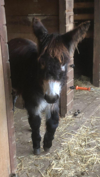 adoption Cadichon à parrainer