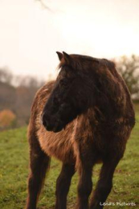 adoption DELICE à parrainer