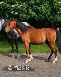 animal adopté Jalil