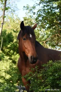 animal adopté Kiera