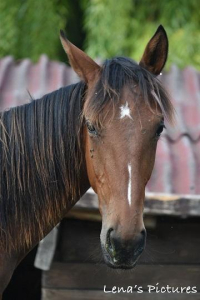 Lilly Gween à parrainer