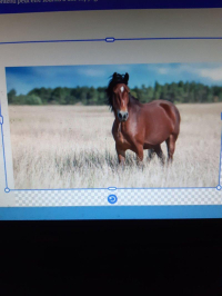 adoption Lilly Gween