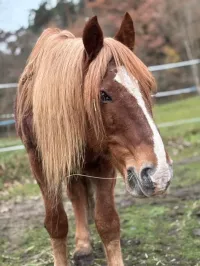 animal adopté Nimbus