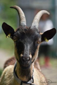 adoption SUZY  à parrainer