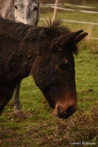 adoption VEGETA à parrainer