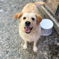 BLONDI