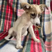 animal adopté BLOOM sauvée de la rue Roumanie