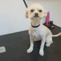 CAFELUTA