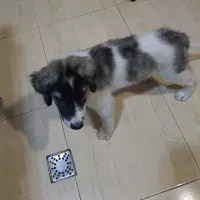 DODO