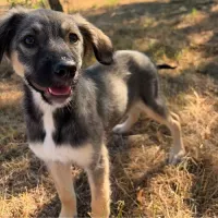 FREYA