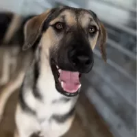 HERMAN