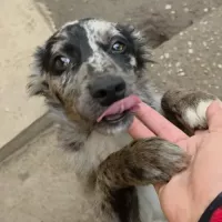 JANGO