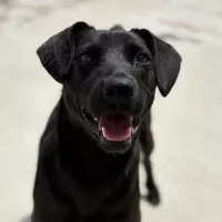 LAIKA