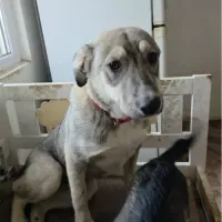 animal adopté LASSY